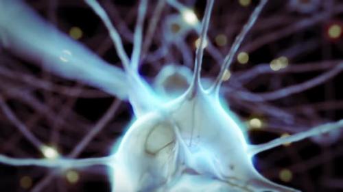 Videohive - 3d Animation of the Nerve Cells with Curve Axons in the Human Brain Structure - 35045427