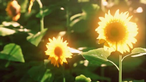Videohive - Bright Sunflower in Sunset Light with Closeup Selective Focus - 35164869