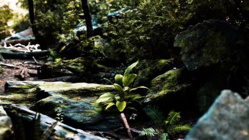 Videohive - Rainforest with Morning Sunlight - 35166554