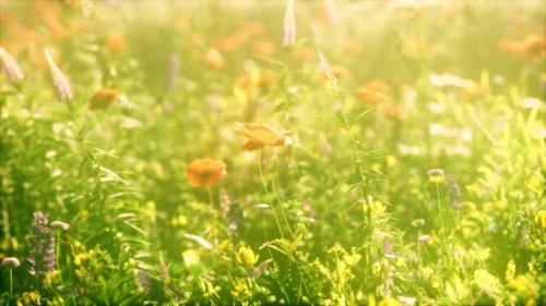 Videohive - Abundance of Blooming Wild Flowers on the Meadow at Spring Time - 35167049