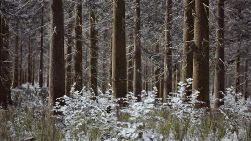 Videohive - Coniferous Forest Illuminated By the Winter Morning Sun - 35165156