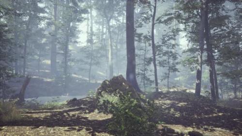 Videohive - Foggy Forest with Soft Sun Light - 35250615