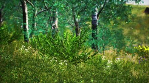 Videohive - Grass Field and Forest Trees - 35250786
