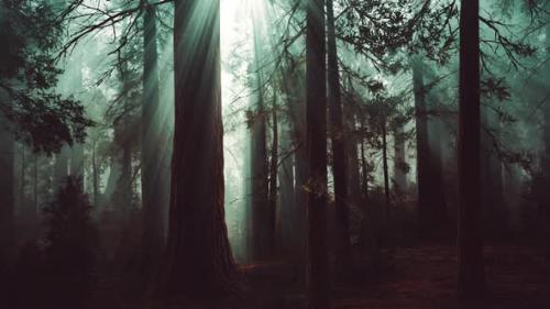 Videohive - Deep in the Forest on a Misty Morning - 35250898