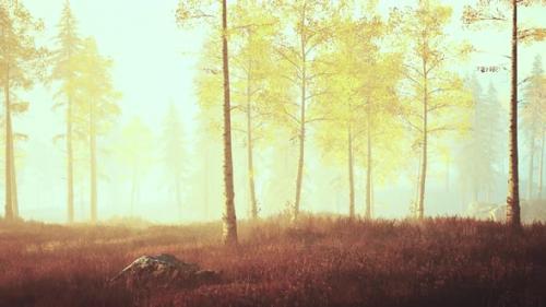 Videohive - Fresh Early Morning Mist in the Forest It Sunrise - 35251061