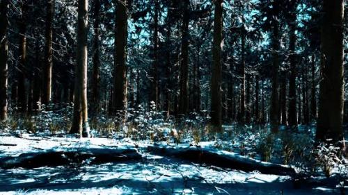 Videohive - Snow Covered Conifer Forest at Sunny Day - 35252573