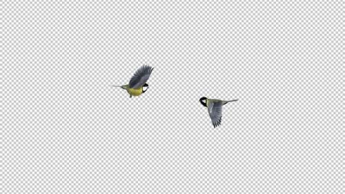 Videohive - 2 Yellow Tit Birds - Flying Around - Transparent Loop - 35268594