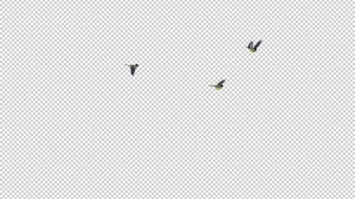 Videohive - 3 Yellow Tit Birds - Flying Around - Transparent Loop - 35268595
