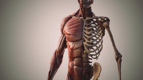 Videohive - Muscular and Skeletal System of Human Body - 35259495