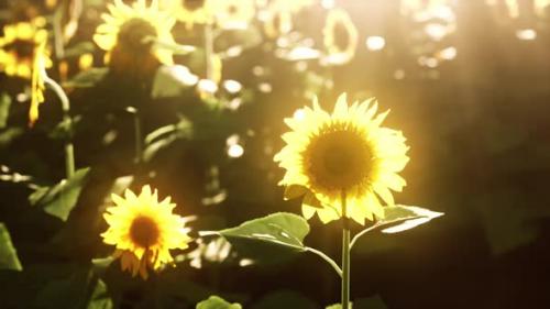 Videohive - Bright Sunflower in Sunset Light with Closeup Selective Focus - 35266214
