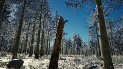 Videohive - Winter Landscape with a Coniferous Forest in Beams of Sunset - 35266310