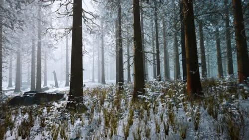 Videohive - Winter White Frozen Forest in Snow - 35266314