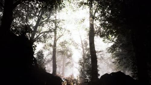 Videohive - Sunbeams Entering Forest on a Misty Autumnal Morning - 35266462