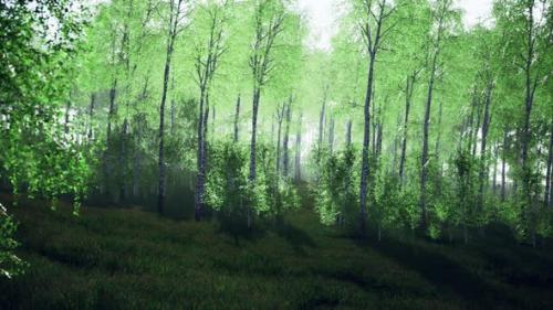 Videohive - Summer July View of Birch Grove in Sunlight - 35266686