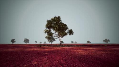 Videohive - Dry African Savannah with Trees - 35266760