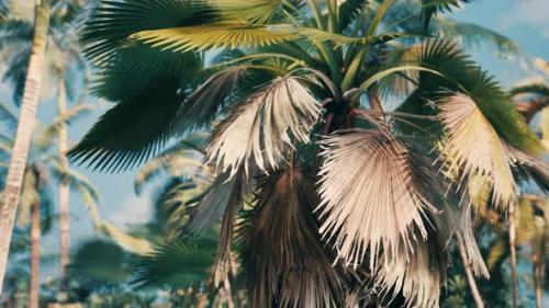 Videohive - Tropical Palms and Plants at Sunny Day - 35252591
