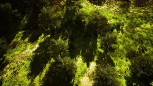 Videohive - Tropical Forest in Morning View of Highland Malaysia - 35251287