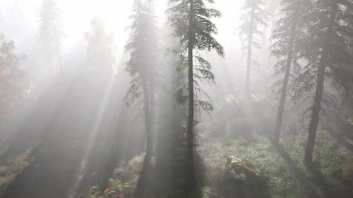 Videohive - Bright Early Morning Forest in Mountains - 35325359