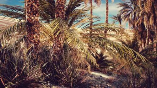 Videohive - Palm Trees in the Desert with Sand Dunes - 35367187