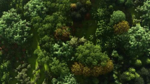 Videohive - Forest Top View Fly - 35315411