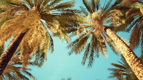 Videohive - Palm Trees at Santa Monica Beach - 35324943