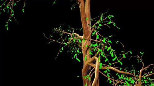 Videohive - Taxodium Tree Botanical 3D Rendering - 35358864