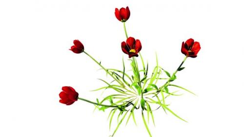 Videohive - Coquelicot Botanical Flowers 3D Rendering - 35358865