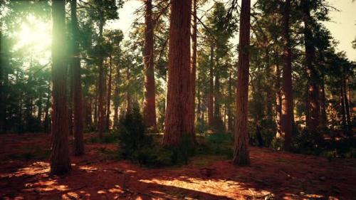 Videohive - Famous Big Sequoia Trees are Standing in Sequoia National Park - 35367038