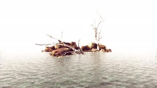 Videohive - Dead Trees on the Pacific Ocean Rocks in Fog - 35367126