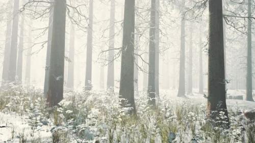 Videohive - Frozen Winter Forest in the Fog - 35367172
