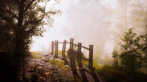Videohive - Sunbeams Entering Forest on a Misty Autumnal Morning - 35367583