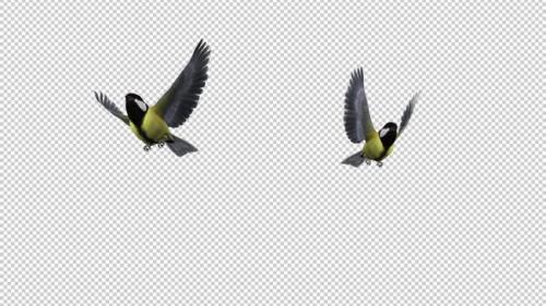 Videohive - Yellow Titmice - Two Birds - Flying Transition 2 - Alpha Channel - 35289297