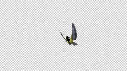 Videohive - Yellow Tit Bird - Flying Transition 2 - Alpha Channel - 35289304