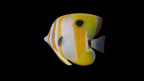 Videohive - Needlenose Fish View From Back Side - 35375071