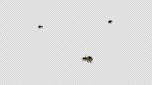 Videohive - Bumble Bees - 3 Flying Around Screen - Transparent Loop - Alpha Channel - 35449217