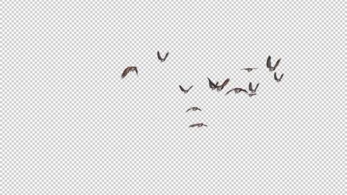 Videohive - Sparrow Birds - Flock of 13 Flying Over Screen - Side Angle - Transparent Transition - Alpha Channel - 35449650