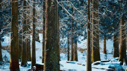 Videohive - Winter Calm Forest at Sunny Day - 35536577