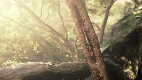 Videohive - Deep Fog in the Rain Forest and Sun Ray - 35536610