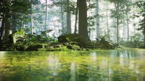 Videohive - Sunrise with Sunbeams Through the Forest By the Lake - 35537396