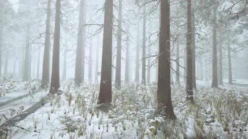 Videohive - Winter White Frozen Forest in Snow - 35537401