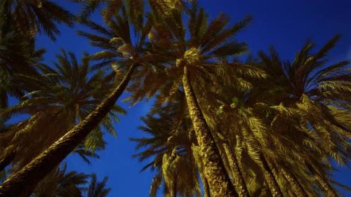 Videohive - Coconut Palm Tree Foliage Under Sky - 35537408