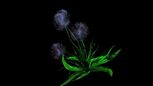Videohive - Dandelion Seeds Botanical 3D Rendering - 35527376