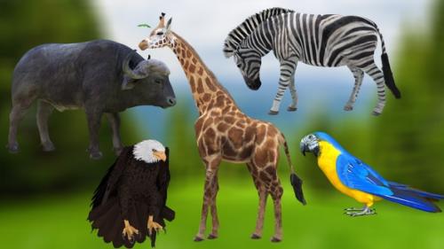 Videohive - 6 Animals Idle Pack - 4K - 35636668