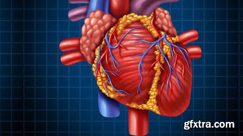 Learn Cardiac Anatomy and physiology from scratch