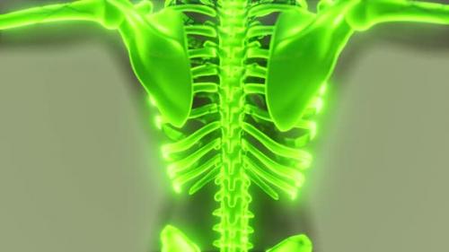 Videohive - Homan Skeletal System in Transparent Body - 35633427