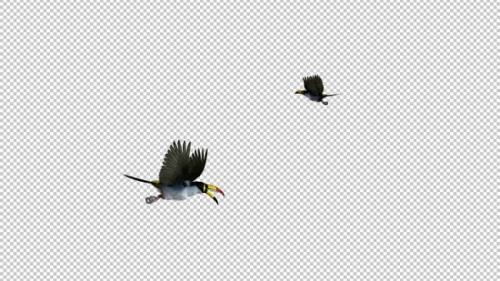 Videohive - Mountain Toucans - Two Birds Flying Around - Transparent Loop - 35608683