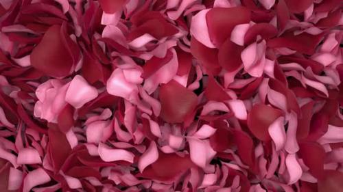 Videohive - Rose Petals Transition 05 HD - 35620422