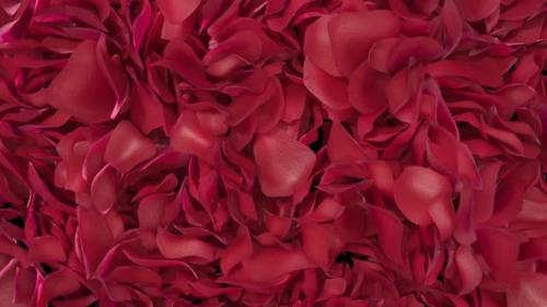 Videohive - Rose Petals Transition 02 HD - 35620425