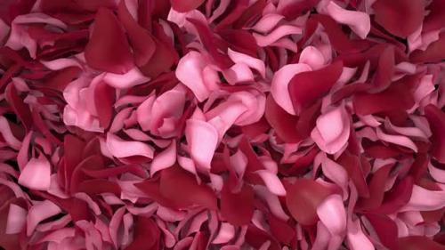 Videohive - Rose Petals Transition 04 HD - 35620426