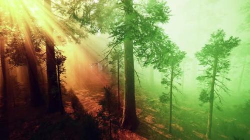 Videohive - Morning Fog in the Giant Sequoias Forest - 35602549